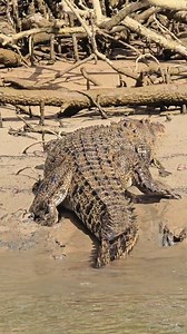 Cruise into the wild heart of the Daintree! 🌿📸 Explore the world’s oldest rainforest on Solar Whisper Daintree River Crocodile & Wildlife Cruises – a zero-emission boat tour where you can spot saltwater crocodiles, rare birds, snakes, frogs, and more in their natural habitat. Whether you're capturing the moment through a lens or sharing the adventure with the family, this cruise offers unforgettable encounters with nature. Solar Whisper offers small group wildlife cruises that are perfect for