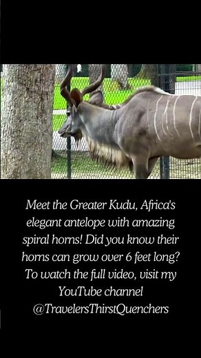 Majestic Greater Kudu: Africa’s Elegant Antelope with Spiral Horns | Wildlife Wonders Timbavati Park
