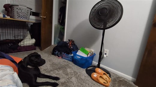 1.2K views | When a dog is...