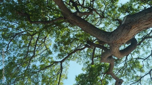 Samanea saman is a semi-deciduous species of flowering tree in the pea family, Fabaceae. saman, rain tree and monkeypod. Mauna Kea Beach Drive, The Big Island (Hawaiʻi Island).