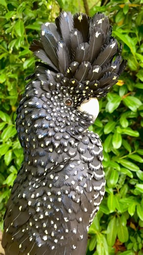 ITS PAPER?! #artist #birds #paperart #wildlife #papercraft #cockatoo #wildlifeart #wildlifesculpture