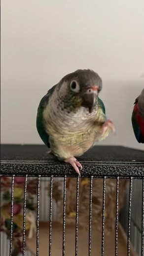 Green Cheek Conure Dancing Training #parrots #greencheekedconure #conure