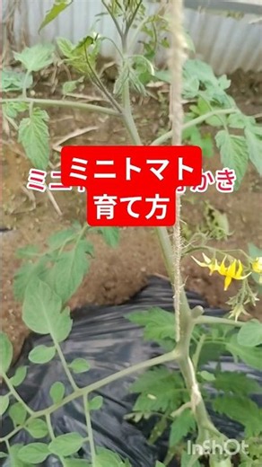 ミニトマトのわき芽かきミニトマトのわき芽かきは、主枝と葉の付け根から出る小さな芽を摘み取る作業です。栄養の分散を防ぎ、病気予防や甘くて美味しい実を育てるために必須です