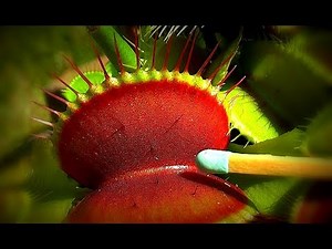 Vegan flytrap / Venusfliegenfalle - Venus flytrap