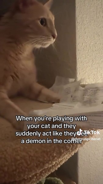 Sprite Cat (@derpyspritecat)’s videos with original sound - Sprite Cat