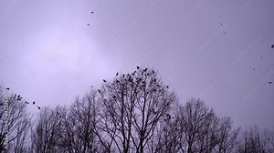 Many birds, crows, fly in the sky. Evening overcast overcast sky. A large flock of birds is flying. and sit on a tree without leaves. The head of the tree is all occupied by black crows.