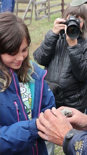 American Kestrel Banding in Loveland