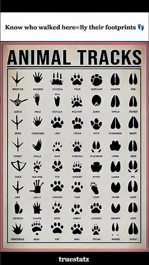 Identify Animals by Their Footprints! 🐾 #Shorts