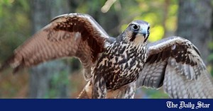 Mongolian saker falcons die from electrocution