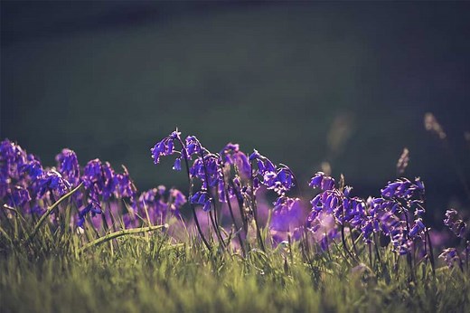 How to Get Rid of Bluebells? 5 Precise Ways to Kill Bluebells