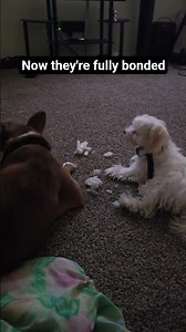 Two Dogs that literally can't function apart #doglife #relatable #cute