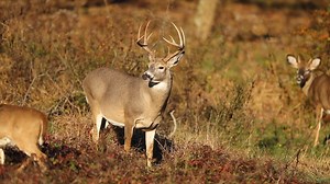 23K views · 433 reactions | Pennsylvania hunters, mark your calendars for Monday, June 22, the day you can get your new 2020-21 hunting license! More details here: https://bit.ly/2MEIMqz. Pennsylvania’s hunting license fees haven’t increased since 1999 and we’re excited for the expanded opportunities the upcoming license year will provide. Thank you for being a Pennsylvania hunter. Have fun. Be safe. And good luck in the woods! | Pennsylvania Game Commission | Facebook