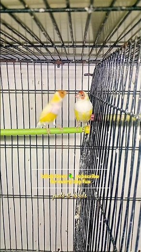 Beautiful Lutino Gouldian Finches | Stunning Yellow Mutation Birds 🐦✨