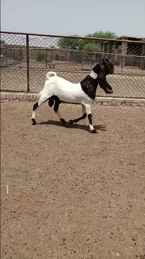 Pateri Male Goat | Complete Documentary