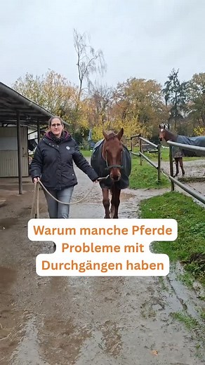 Warum manche Pferde Probleme mit Durchgängen haben Ok, Spaß beiseite: Weißt du, wie eine Spinnenphobie bei Menschen (z.B.) entsteht? Ich skizziere es kurz: Kind spielt im Wohnzimmer, Oma sitzt am Tisch. Oma kreischt plötzlich laut auf, nimmt ihren Schlappen und schlägt eine Spinne tot. Zack - Spinnenphobie beim Kind. Das lernt nämlich in den Moment, "es ist was Schlimmes passiert", "Oma hat Angst" und "es hat irgendwie mit der Spinne zu tun". Im schlimmsten Fall bleibt die Phobie bis ans Lebense
