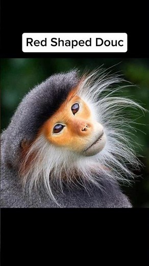 Animals We Could Lose Forever 😢