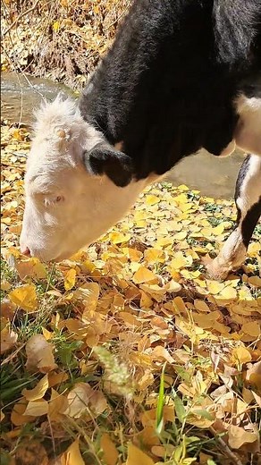Baby Cow's First Autumn Adventure! 🐮🍁