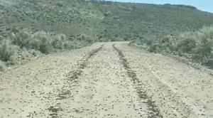 Millions of Mormon crickets are marching in the Idaho desert - East Idaho News