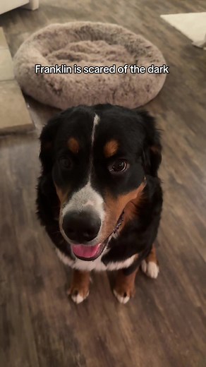 Understanding Dog Anxiety: Franklin's Fear of the Dark