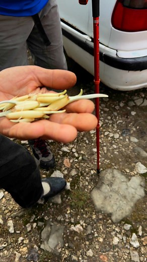 1K views · 4.3K reactions | Ramiz Palos(Vlasicki Robinzon)26.1.'25. #bosnia #live #love #warm #friends #mountain #rafting #turism #hiking #beautiful#live#life#hig#cat#dog#Wild#animals#winter#spring#fall#summer#Istanbul | Sabahudin Saba Hrustic | Facebook