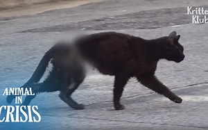 【Kritter Klub】救助被钢丝勒住黑猫 Cat Pleads For Help To Remove A Steel Wire Strangling