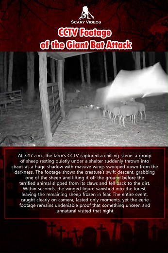 202K views · 2.1K reactions |  CCTV Footage of the Giant Bat Attack...
