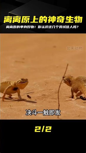 What kind of animals live on the Lili Plain? Don't be fooled by their single status; bullfrogs, s...