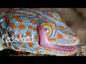 Gecko Sound, Tuko Sound Effect With Real Gecko