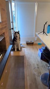 23K views · 1.7K reactions | Some Huskies are loud. Some Huskies are Archer. 殺 . . . . . . . . . . #thehuskyarcher #husky #huskiesofinstagram #agoutihusky #siberianderpskies #pnwdogs #dogsofseattle #snowdog #huskylove #huskyphotography #siberianhusky #wolfprincessleia #pnwonderdogs #dogstagram #dogsofinstagram #seattledogs #agouti | Siberian Derpskies | Facebook
