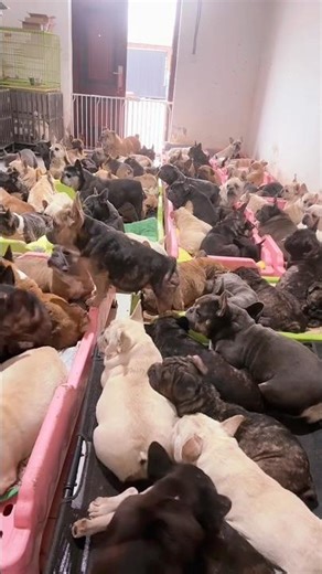 Three years to save 800 culled breeding dogs from being skinned alive #FrenchBulldogRescue #Dog
