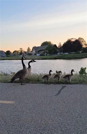 Canada Goose Family. #Goslings #Birds #Shorts.
