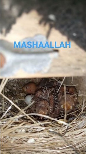 FAWN JAVA CHICKS (BABIES) GROWING STAGE 🐦🐦🐦❤️❤️❤️ #shorts