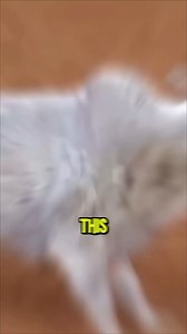 Brave Cowboy Faces Off with a Charging Bull! 🤠🐂💥 #CowboyLife #BullRiding #Fearless #WildWest #Bravery #Rodeo #ActionMoment #AdrenalineRush | Binge Watch