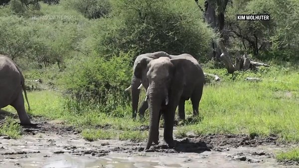 School children in Zimbabwe often face wildlife threats. Now they're learning how to spot the danger
