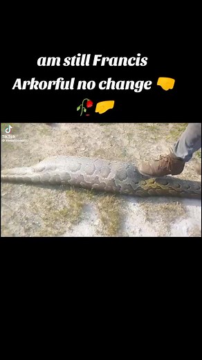 Francis Kojo arkorful on TikTok