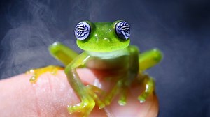 Ghost frogs: Myth or scientific reality?