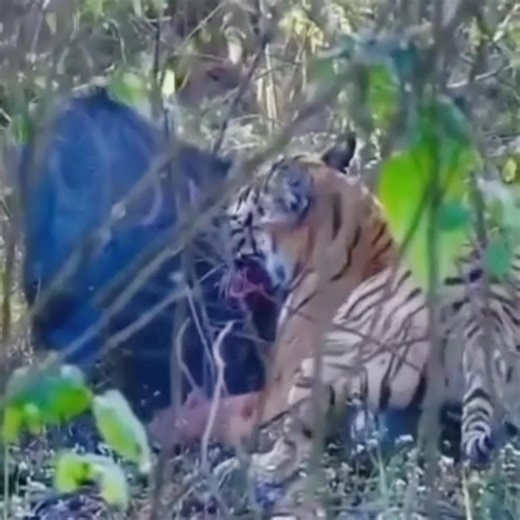 Savage Standoff 🔥Wild Boar vs Tiger | Fearless Charge Meets Apex Predator 🐗🐅🔥Wild Boar Vs Tiger 🐅 🐾🐗 " When a fearless wild boar charges and the tiger switches to full hunting mode — raw jungle tension, pure predator instinct, one mistake can change everything 🐅🐗 Ranthambhore National Park #tiger #wildboar | Rajesh Saini