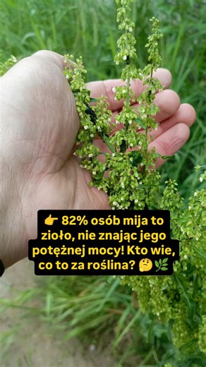 Pospolite zioło, które ratuje brzuch. Potrafisz je rozpoznać?