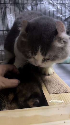 Shahiera (@izara_92)’s videos with Funny video