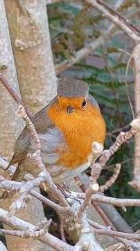 My Little Garden Robin -- Singing Softly in his favourite Magnolia Tree in my garden