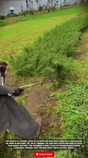 The Best Manual Grass Cutter for Plantations! 🌿 (Fast & Efficient)