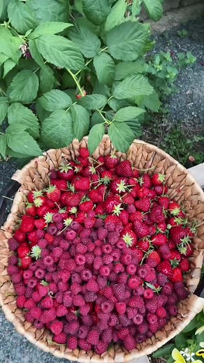 Strawberry & Raspberry Harvest: Honeoye, Eversweet, Joan J (Thornless)