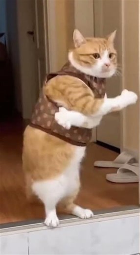 Grumpy Cat Dance