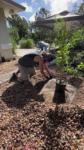 Florida Fruit Tree Planting Guide