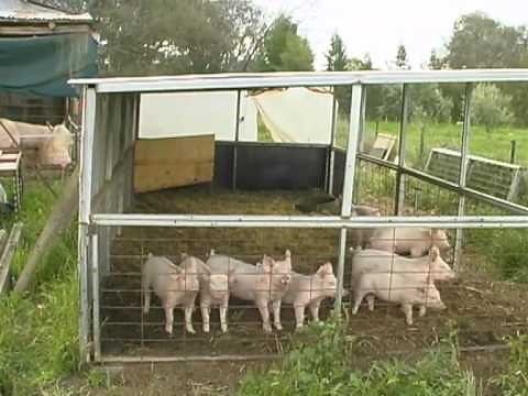 Organic Farming - Organic Pigs, How to raise