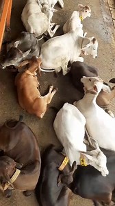 20K views · 1.4K reactions | Change the idiom Humans! 'The family eats together and then has after-lunch coma together - always stays together!' For our Calves always do this and they are one strong family - who raid feed storage and do naughty activities always keeping pesky humans on their toes! | Dakshin Vrindavan | Facebook