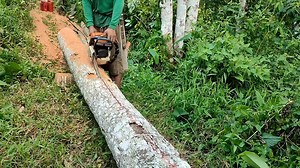 Crafting Durable Building Materials from Coconut Tree Trunks