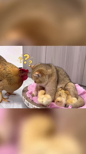 Video Lucu Ayam dan Kucing Menggemaskan 🐣🐱