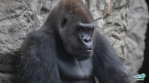 Get to know Babatunde, the Buffalo Zoo's newest western lowland gorilla! 🦍 The Zoo would like to thank The 716 Foundation for all their generous support that made our gorilla moves this year possible. | The Buffalo Zoo