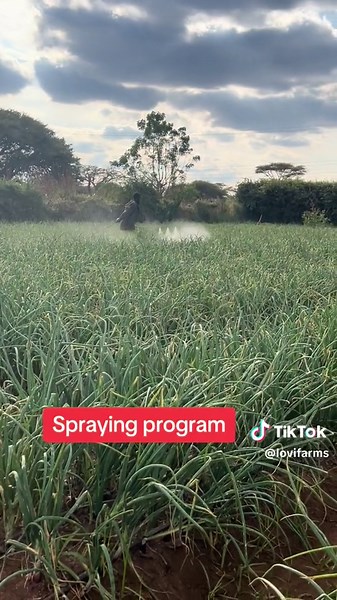 Spraying Bulb Onions: Complete Guide for Pest and Disease Control